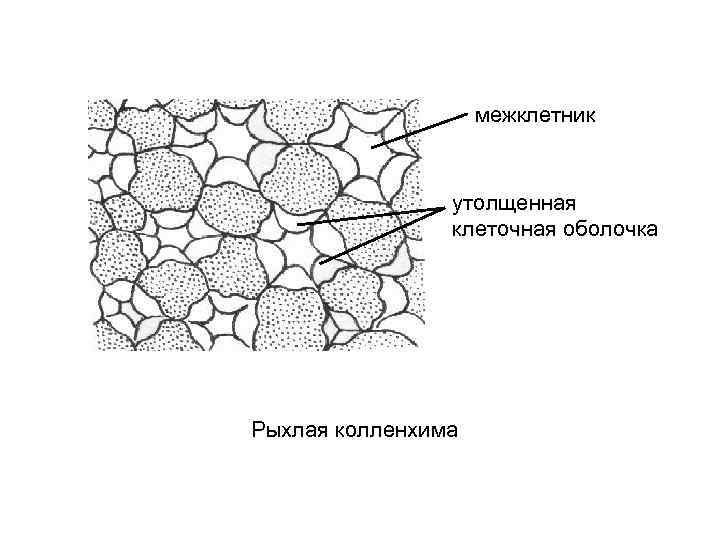 межклетник утолщенная клеточная оболочка Рыхлая колленхима 