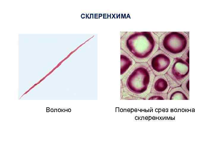 СКЛЕРЕНХИМА Волокно Поперечный срез волокна склеренхимы 