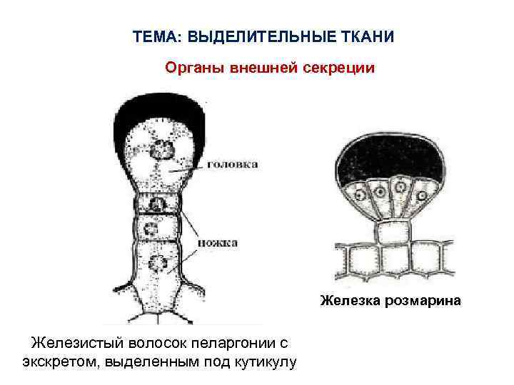 ТЕМА: ВЫДЕЛИТЕЛЬНЫЕ ТКАНИ Органы внешней секреции Железка розмарина Железистый волосок пеларгонии с экскретом, выделенным