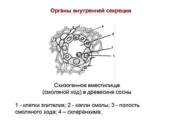 Органы внутренней секреции Схизогенное вместилище (смоляной ход) в древесине сосны 1 - клетки эпителия;