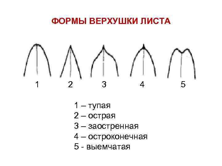 ФОРМЫ ВЕРХУШКИ ЛИСТА 1 2 3 4 1 – тупая 2 – острая 3