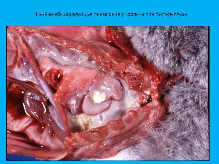 Гнойно абсцедирующая пневмония у кролика при пастереллезе 