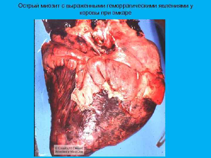 Острый миозит с выраженными геморрагическими явлениями у коровы при эмкаре 