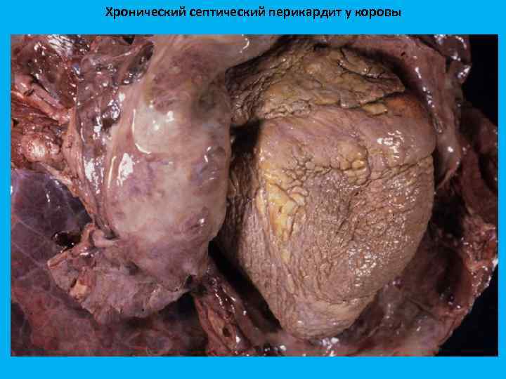 Хронический септический перикардит у коровы 