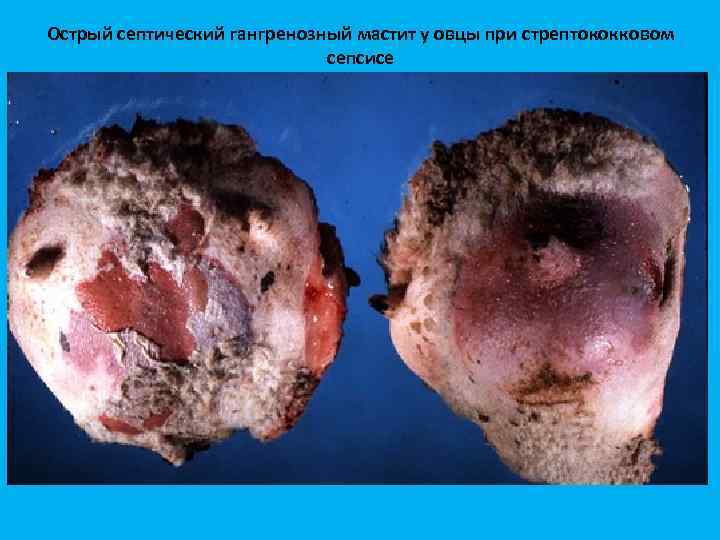Острый септический гангренозный мастит у овцы при стрептококковом сепсисе 