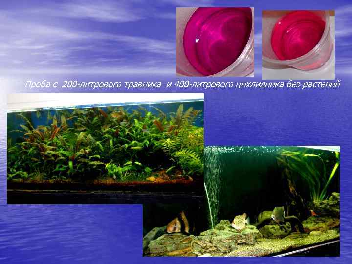Проба с 200 -литрового травника и 400 -литрового цихлидника без растений 