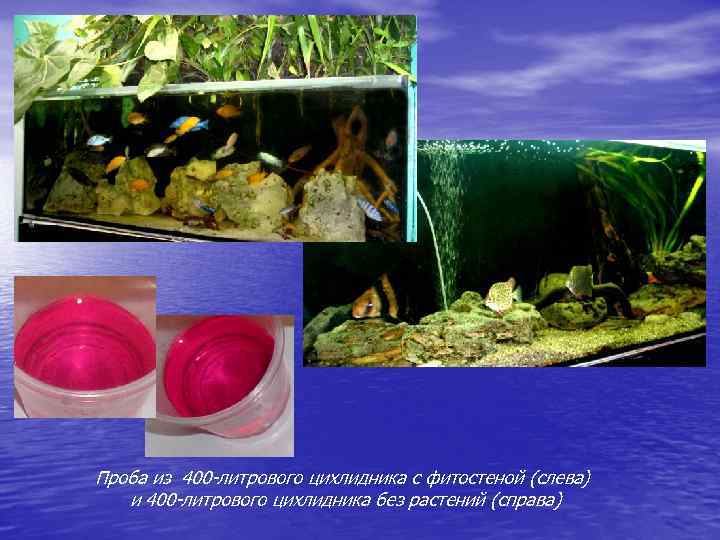 Проба из 400 -литрового цихлидника с фитостеной (слева) и 400 -литрового цихлидника без растений