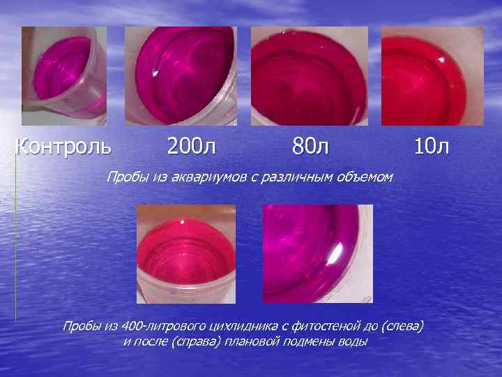 Контроль 200 л 80 л 10 л Пробы из аквариумов с различным объемом Пробы