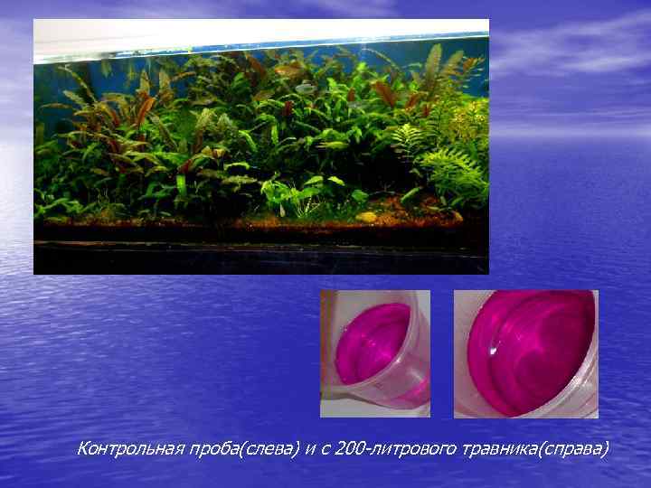 Контрольная проба(слева) и с 200 -литрового травника(справа) 