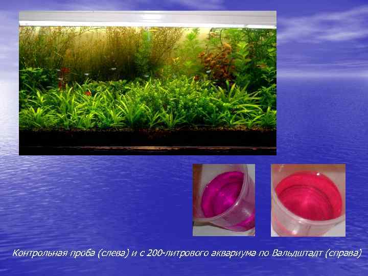 Контрольная проба (слева) и с 200 -литрового аквариума по Вальдштадт (справа) 
