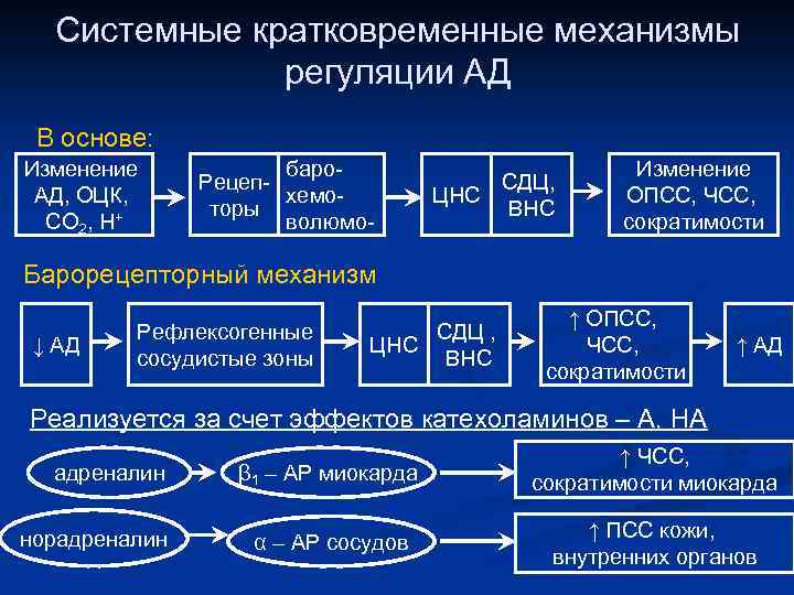 Системные кратковременные механизмы регуляции АД В основе: Изменение АД, ОЦК, СО 2, Н+ баро.