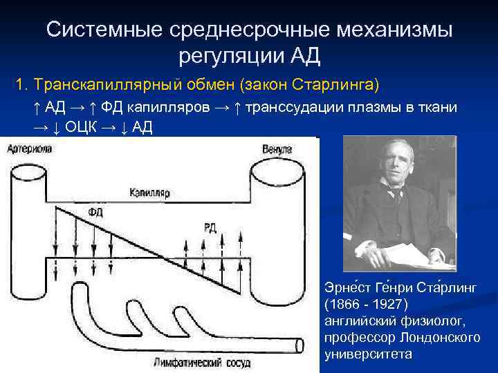 Системные среднесрочные механизмы регуляции АД 1. Транскапиллярный обмен (закон Старлинга) ↑ АД → ↑