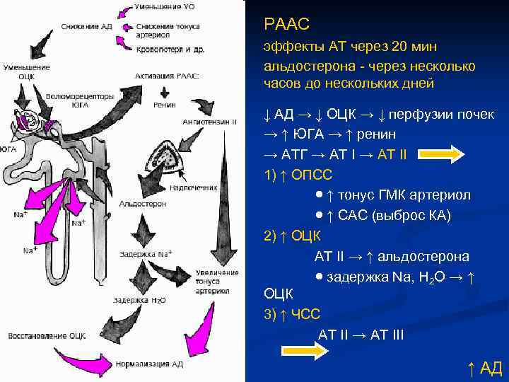 РААС эффекты АТ через 20 мин альдостерона - через несколько часов до нескольких дней