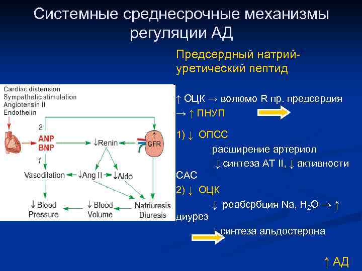 Системные среднесрочные механизмы регуляции АД Предсердный натрийуретический пептид ↑ ОЦК → волюмо R пр.