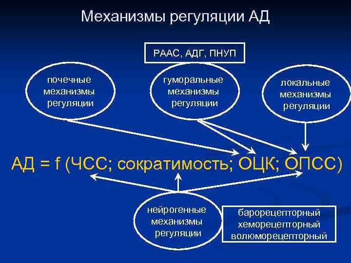 Механизмы регуляции АД РААС, АДГ, ПНУП почечные механизмы регуляции гуморальные механизмы регуляции локальные механизмы