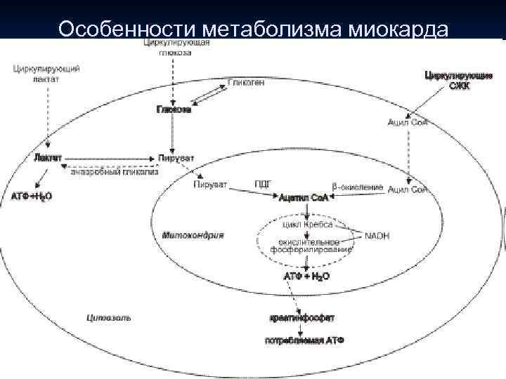 Особенности метаболизма миокарда 3. Компенсация недостаточного кровоснабжения ● кардиомиоциты максимально извлекают кислород из Hb.