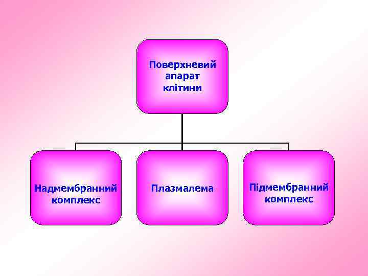 Поверхневий апарат клітини Надмембранний комплекс Плазмалема Підмембранний комплекс 