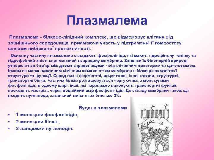 Плазмалема - білково-ліпідний комплекс, що відмежовує клітину від зовнішнього середовища, приймаючи участь у підтриманні