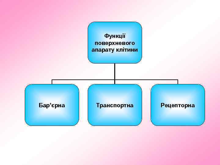 Функції поверхневого апарату клітини Бар’єрна Транспортна Рецепторна 