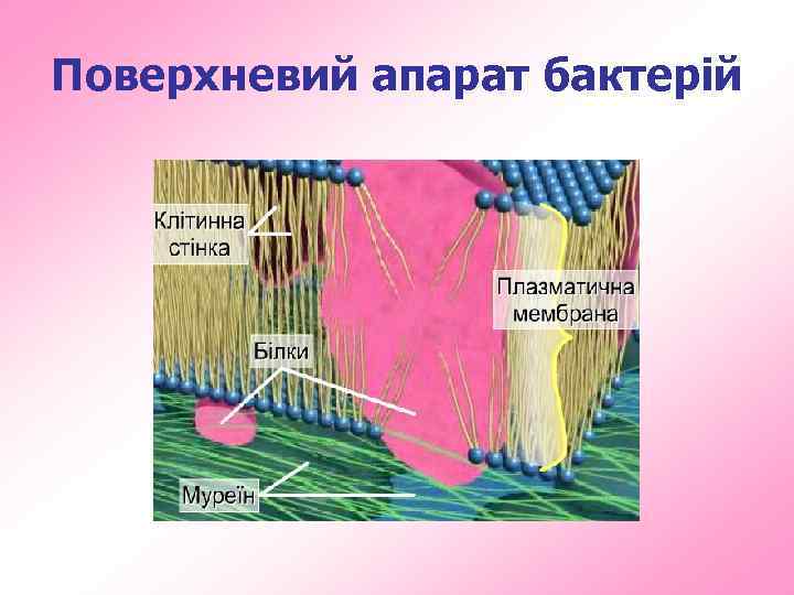 Поверхневий апарат бактерій 