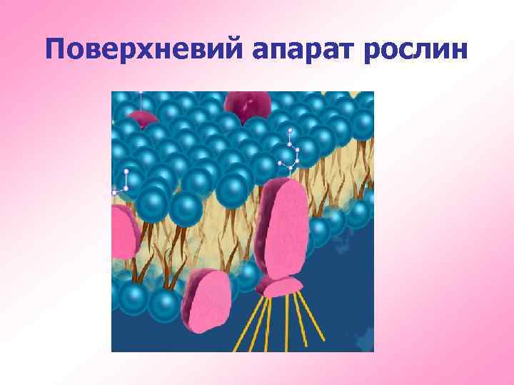Поверхневий апарат рослин 