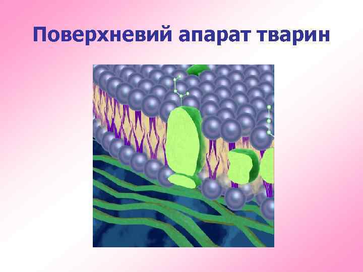 Поверхневий апарат тварин 