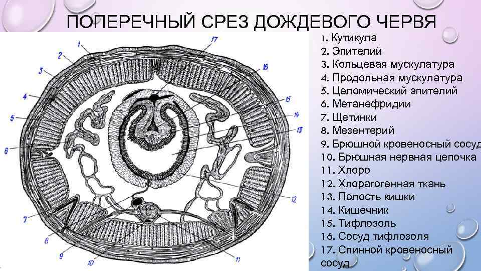 ПОПЕРЕЧНЫЙ СРЕЗ ДОЖДЕВОГО ЧЕРВЯ Кутикула 2. Эпителий 3. Кольцевая мускулатура 4. Продольная мускулатура 5.