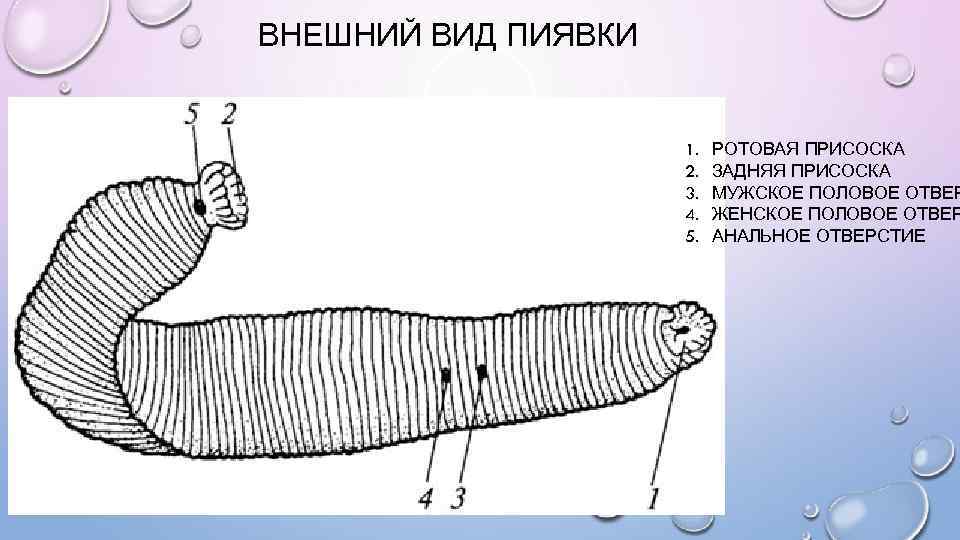 ВНЕШНИЙ ВИД ПИЯВКИ 1. 2. 3. 4. 5. РОТОВАЯ ПРИСОСКА ЗАДНЯЯ ПРИСОСКА МУЖСКОЕ ПОЛОВОЕ