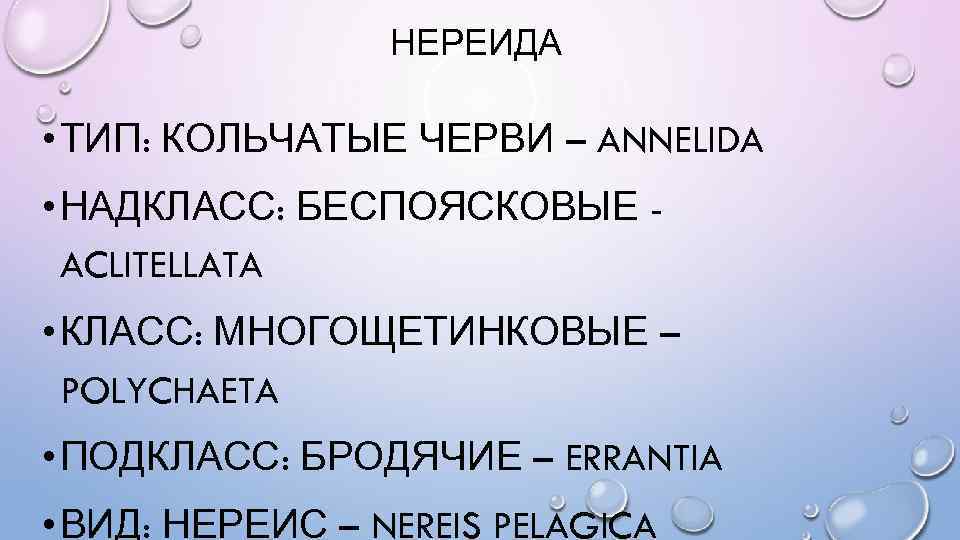 НЕРЕИДА • ТИП: КОЛЬЧАТЫЕ ЧЕРВИ – ANNELIDA • НАДКЛАСС: БЕСПОЯСКОВЫЕ ACLITELLATA • КЛАСС: МНОГОЩЕТИНКОВЫЕ