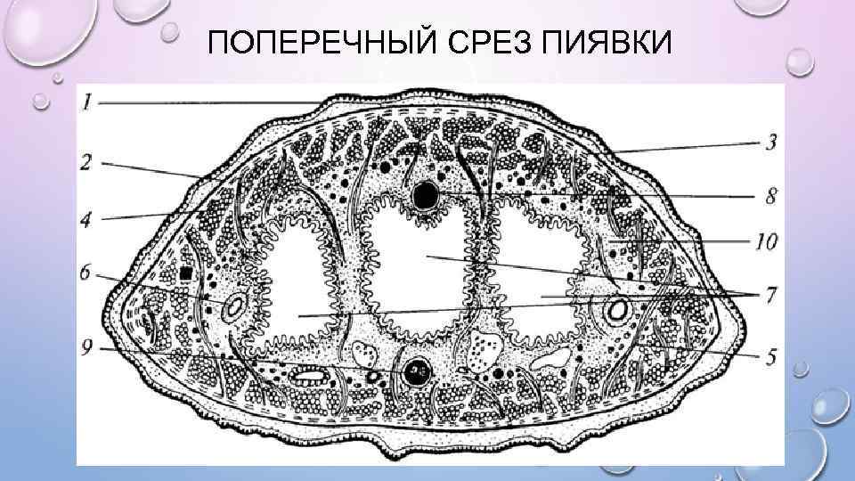 ПОПЕРЕЧНЫЙ СРЕЗ ПИЯВКИ 