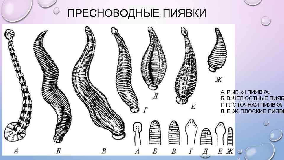 ПРЕСНОВОДНЫЕ ПИЯВКИ А. РЫБЬЯ ПИЯВКА. Б. В. ЧЕЛЮСТНЫЕ ПИЯВ Г. ГЛОТОЧНАЯ ПИЯВКА Д. Е.