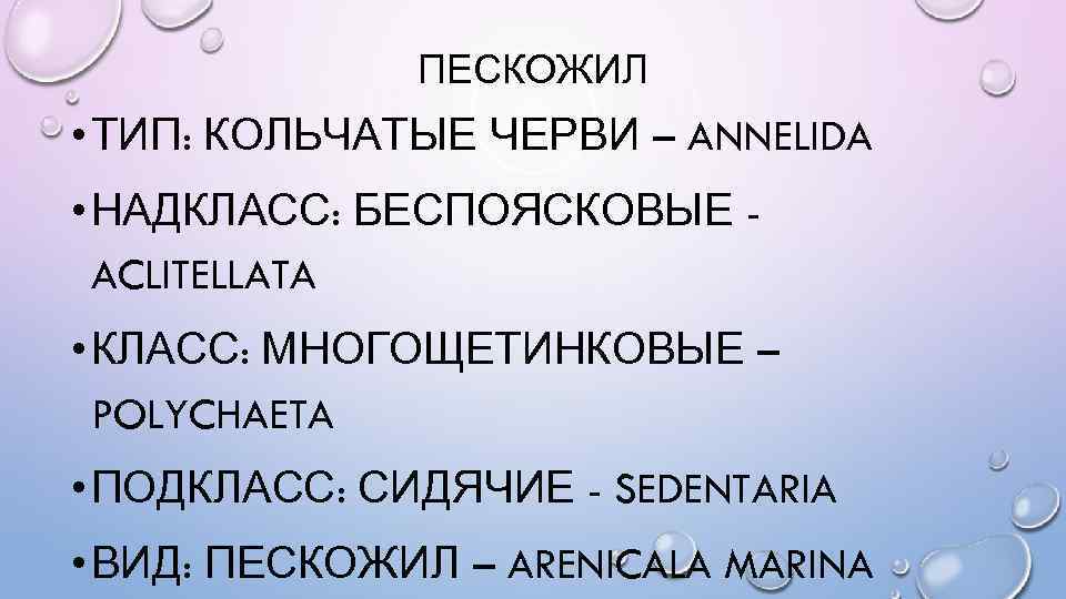 ПЕСКОЖИЛ • ТИП: КОЛЬЧАТЫЕ ЧЕРВИ – ANNELIDA • НАДКЛАСС: БЕСПОЯСКОВЫЕ ACLITELLATA • КЛАСС: МНОГОЩЕТИНКОВЫЕ