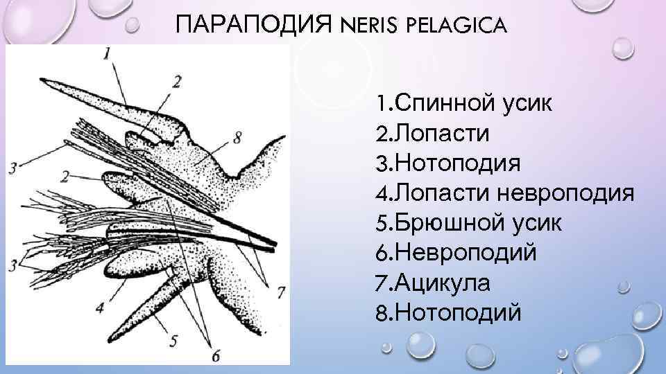 ПАРАПОДИЯ NERIS PELAGICA 1. Спинной усик 2. Лопасти 3. Нотоподия 4. Лопасти невроподия 5.