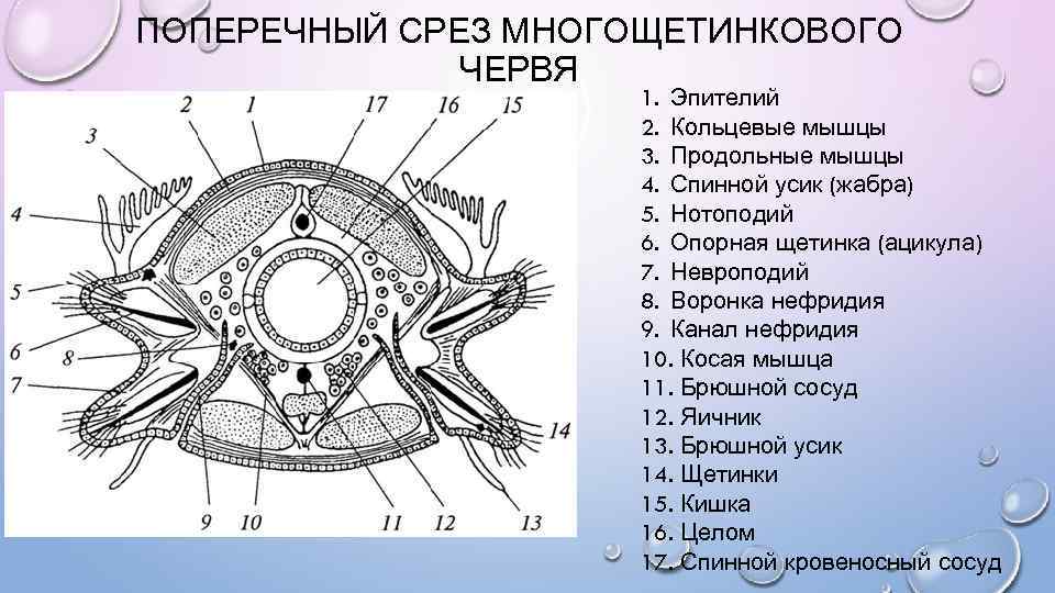 Поперечный срез червя