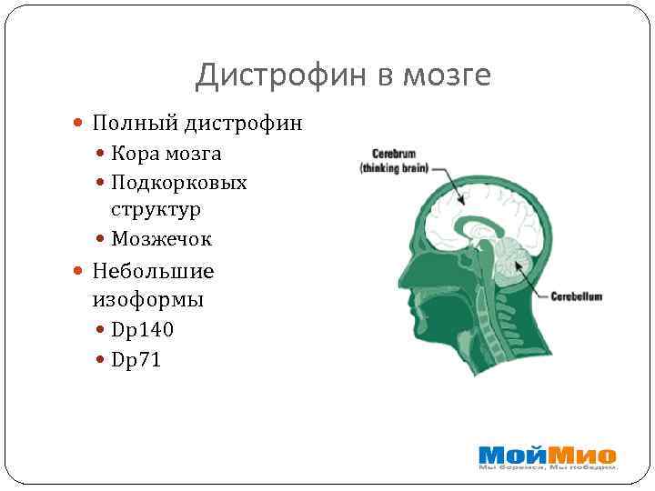 Дистрофин в мозге Полный дистрофин Кора мозга Подкорковых структур Мозжечок Небольшие изоформы Dp 140