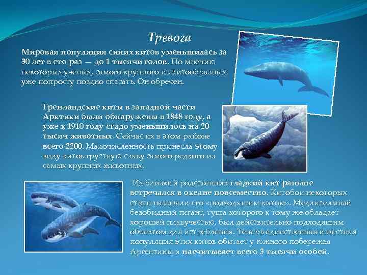 Тревога Мировая популяция синих китов уменьшилась за 30 лет в сто раз — до