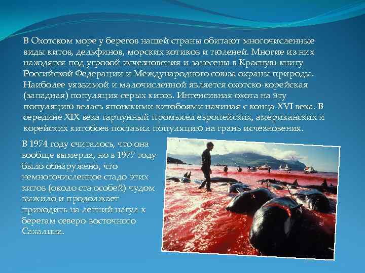 В Охотском море у берегов нашей страны обитают многочисленные виды китов, дельфинов, морских котиков