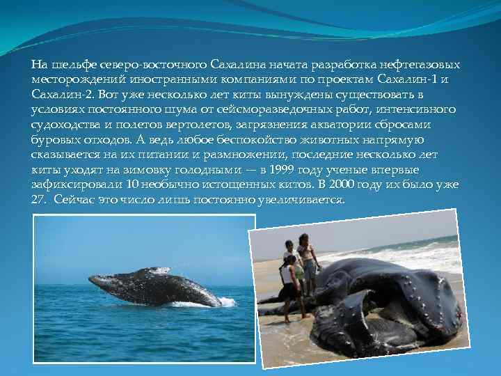 На шельфе северо-восточного Сахалина начата разработка нефтегазовых месторождений иностранными компаниями по проектам Сахалин-1 и