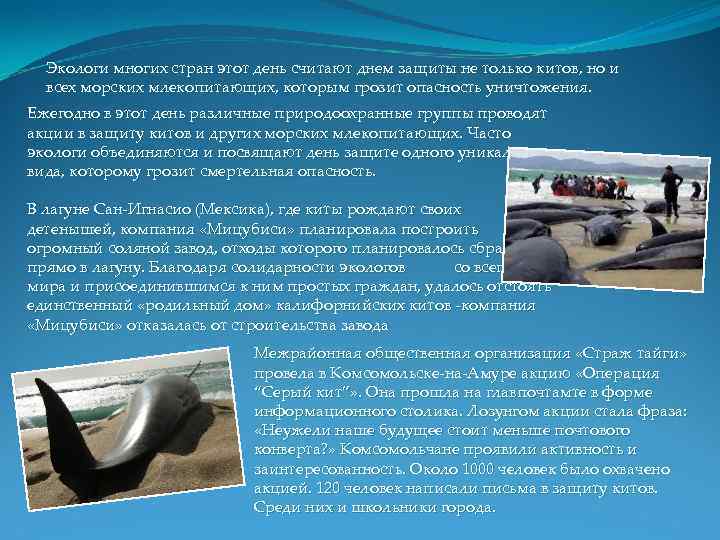 Экологи многих стран этот день считают днем защиты не только китов, но и всех