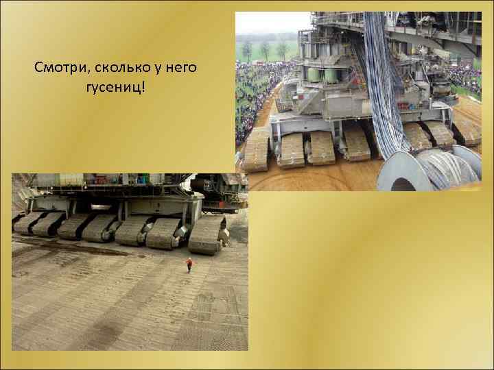 Смотри, сколько у него гусениц! 