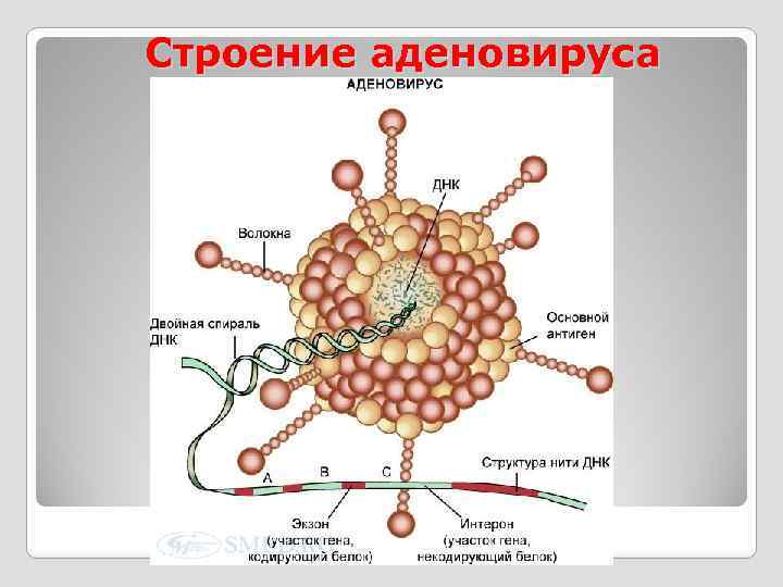 Схема строения аденовируса