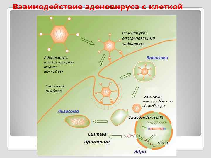 Взаимодействие аденовируса с клеткой 