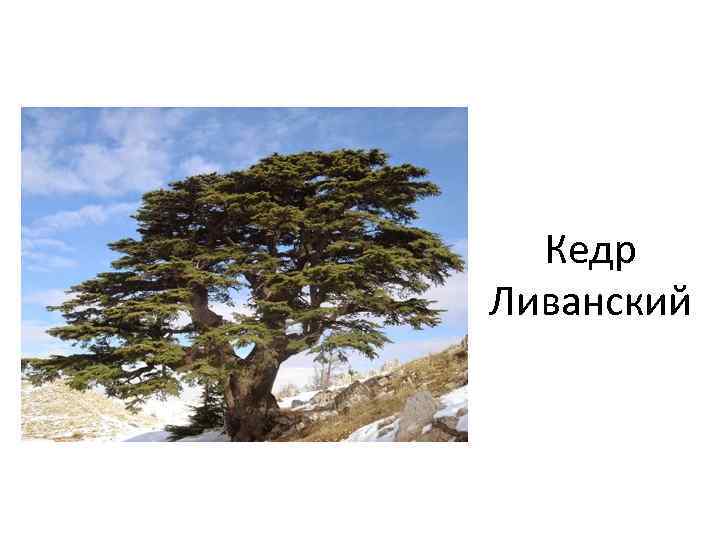 Кедр Ливанский 