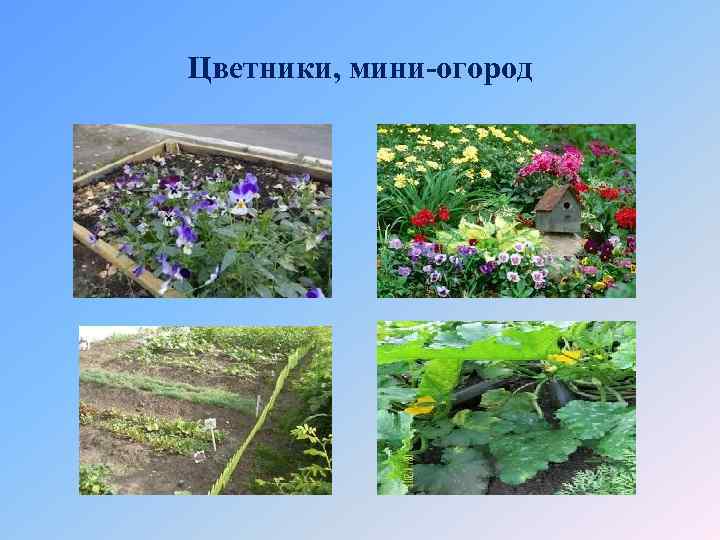 Цветники, мини-огород 