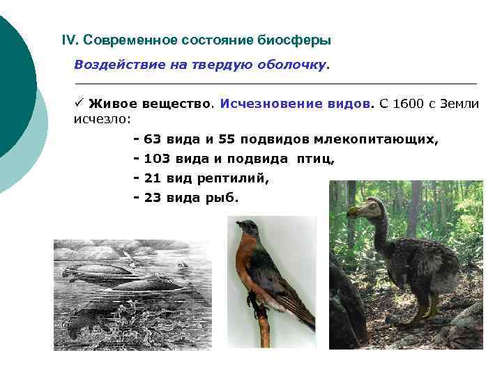 IV. Современное состояние биосферы Воздействие на твердую оболочку. ü Живое вещество. Исчезновение видов. С