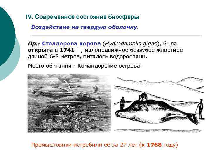 IV. Современное состояние биосферы Воздействие на твердую оболочку. Пр. : Стеллерова корова (Hydrodamalis gigas),