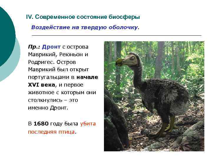 IV. Современное состояние биосферы Воздействие на твердую оболочку. Пр. : Дронт c острова Пр.