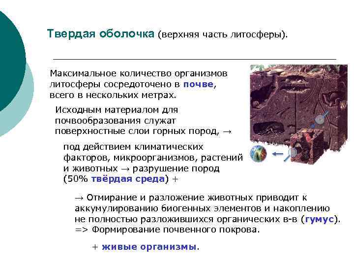 Твердая оболочка (верхняя часть литосферы). Максимальное количество организмов литосферы сосредоточено в почве, всего в