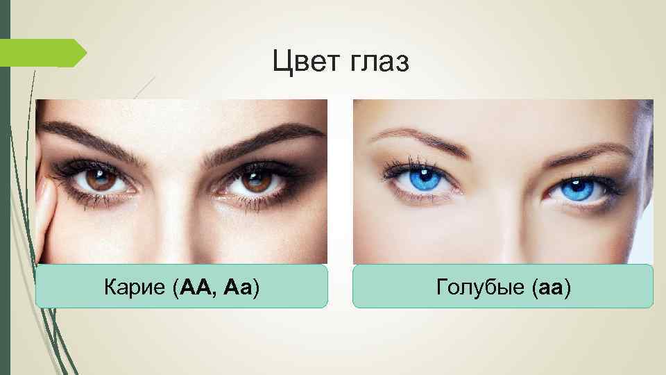 Цвет глаз Карие (АА, Аа) Голубые (аа) 