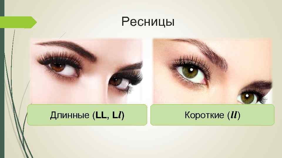 Ресницы Длинные (LL, Ll) Короткие (ll) 